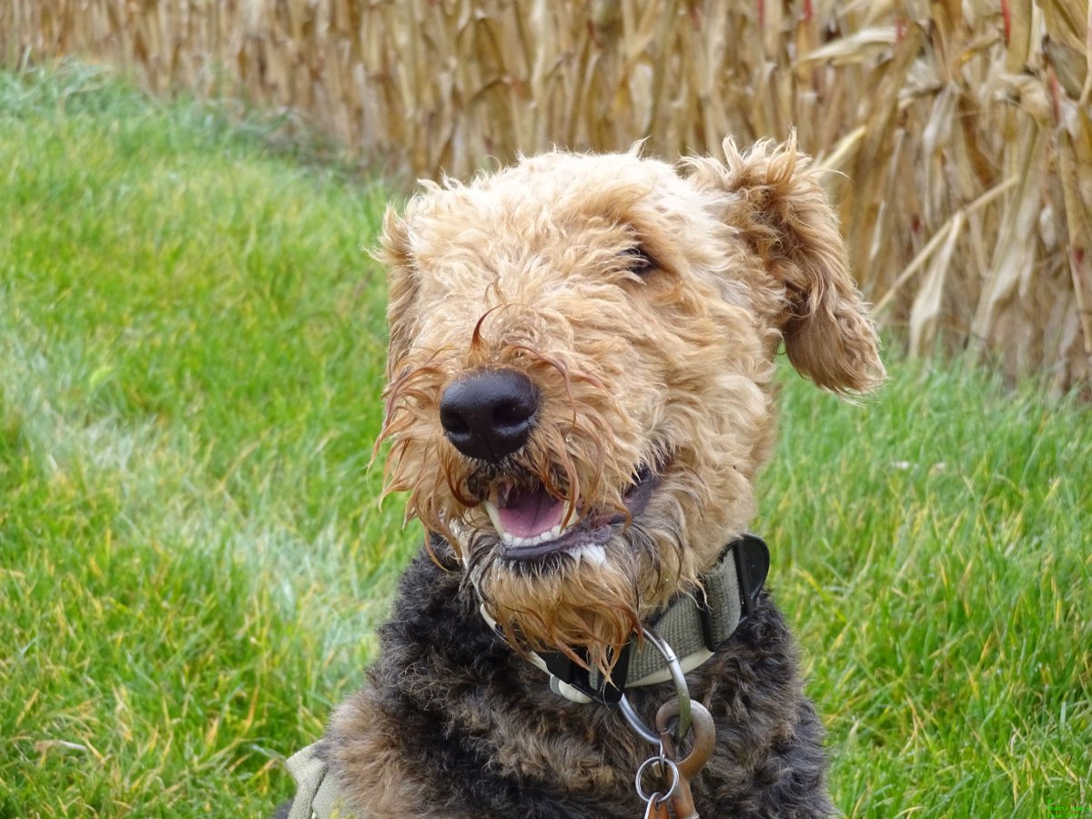 Berti_and_Ernie's tweet photo. Hello tweeps!  🎂🎈Today is Berti's 8th #birthday. #B8B 🎈🎂  Show him your #love and congratulate him by retweeting!! 😄 https://t.co/IJVB0UwhP5