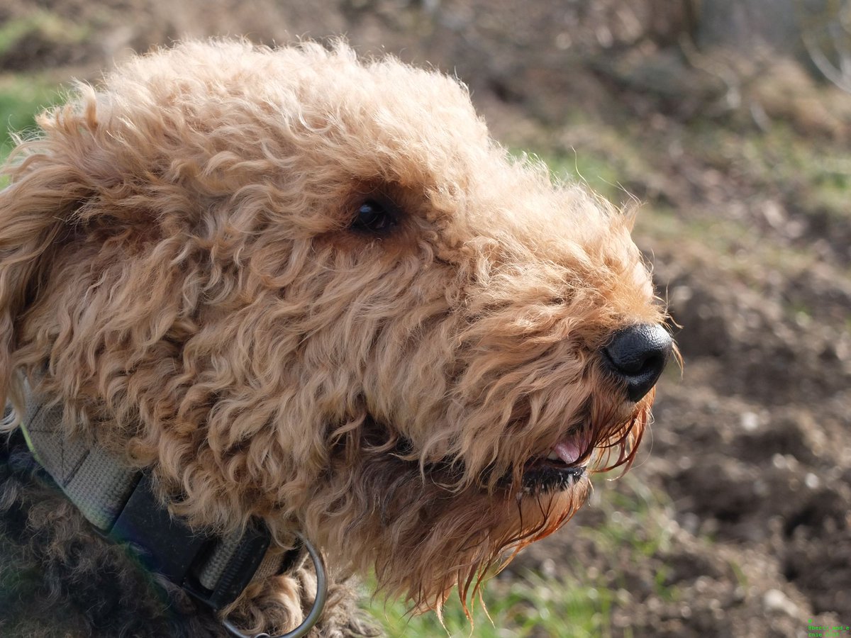 Berti_and_Ernie's tweet photo. Hello tweeps!  🎂🎈Today is Berti's 8th #birthday. #B8B 🎈🎂  Show him your #love and congratulate him by retweeting!! 😄 https://t.co/IJVB0UwhP5