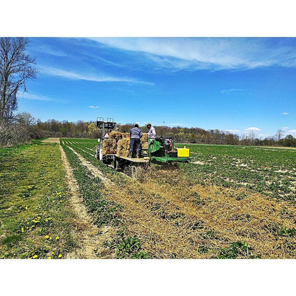 Spreading #OrganicStraw on our #OrganicStrawberry patch! Yes, we do things a bit different… ift.tt/1s8BAqK