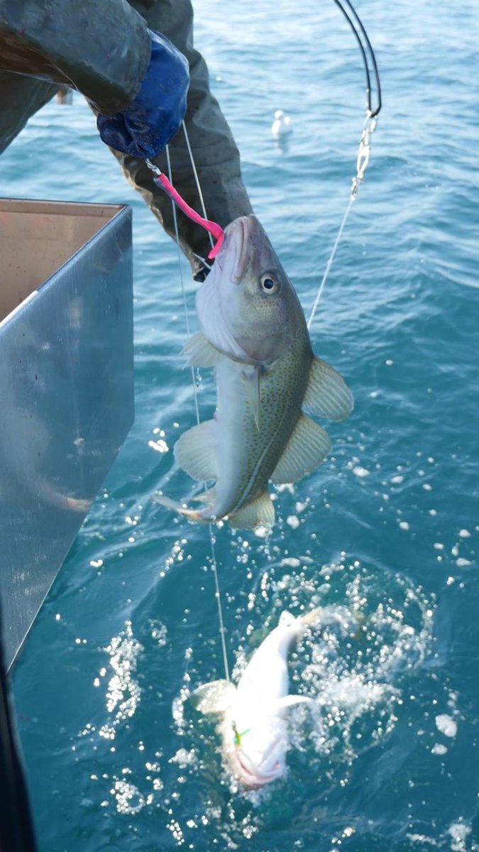 codlantic's tweet image. Summer feels in Iceland today. Rós AK-41 harvested 770 kg of ethically sourced and sustainable Icelandic cod.