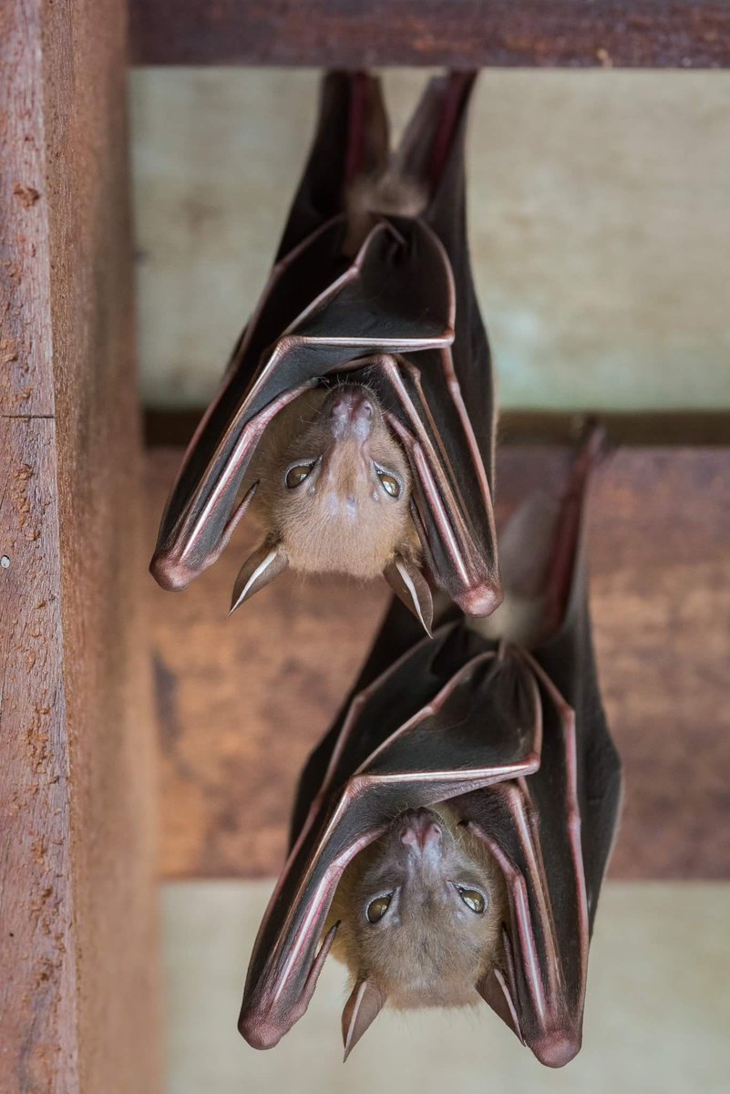 BP_Chua's tweet photo. Lesser Dog-faced Fruit Bat
#dogfaced #fruitbat #bat #mammal #animal #wild #wildlife #nature #nikon #sbwr https://t.co/lnybqLBQEU