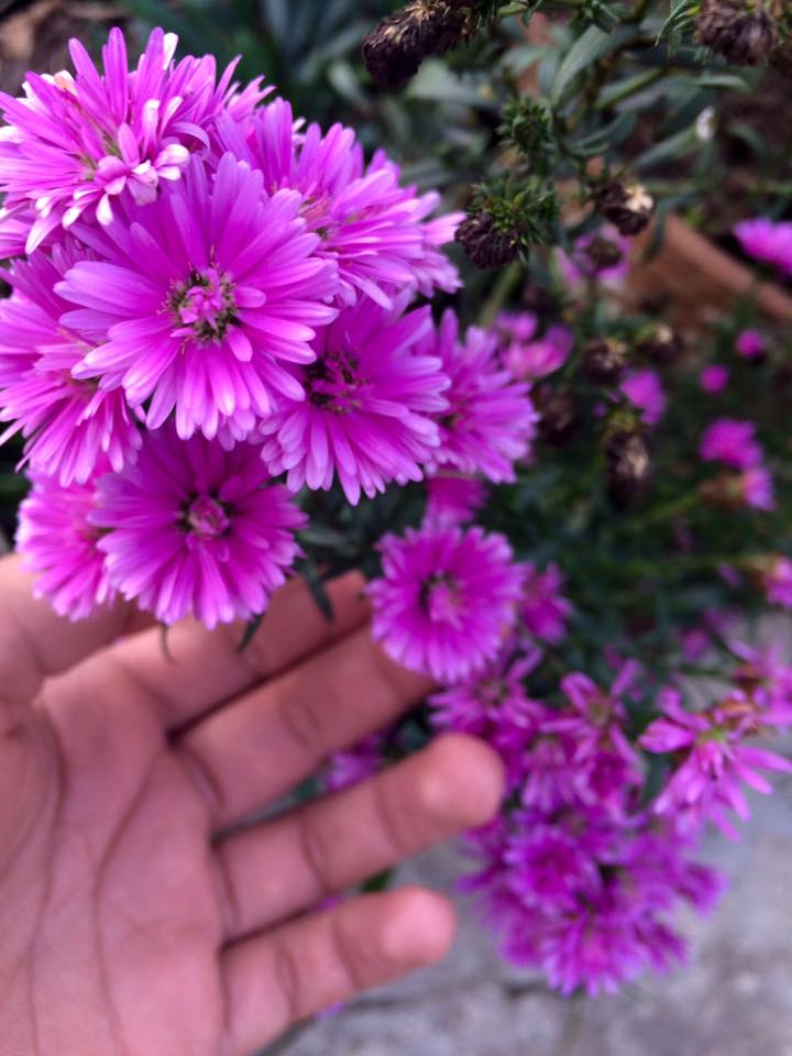mariajose29023's tweet photo. En busca de la perfeccion
#MajorPhoto #CanonExplorerofLight #flores #fotografia https://t.co/gR3J3IABTB