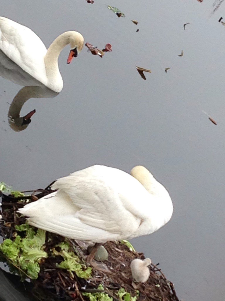 白鳥雛 Twitter Search Twitter