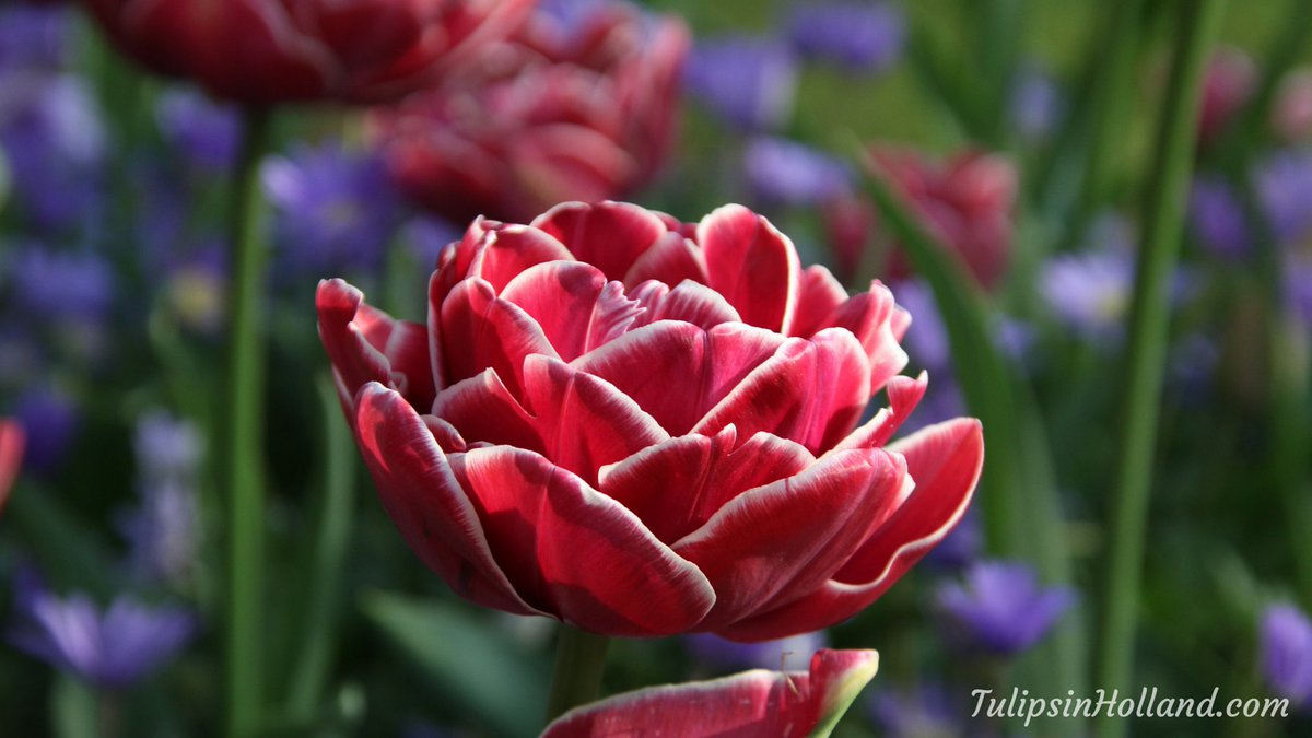 Happy tulip Tuesday! The newsletter is send this morning!