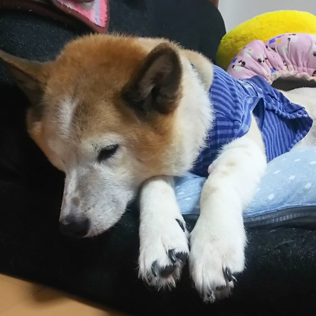 きょうこ たまに浮上 瞑想中 たまにはこうすけも 犬 わんこ ミックス犬 Dog 柴犬 秋田犬 コーギー ミックス きょうこ たまに浮上 瞑想中 たまにはこうすけも 犬 わんこ ミックス犬 Dog 柴犬 秋田犬 コーギー ミックス