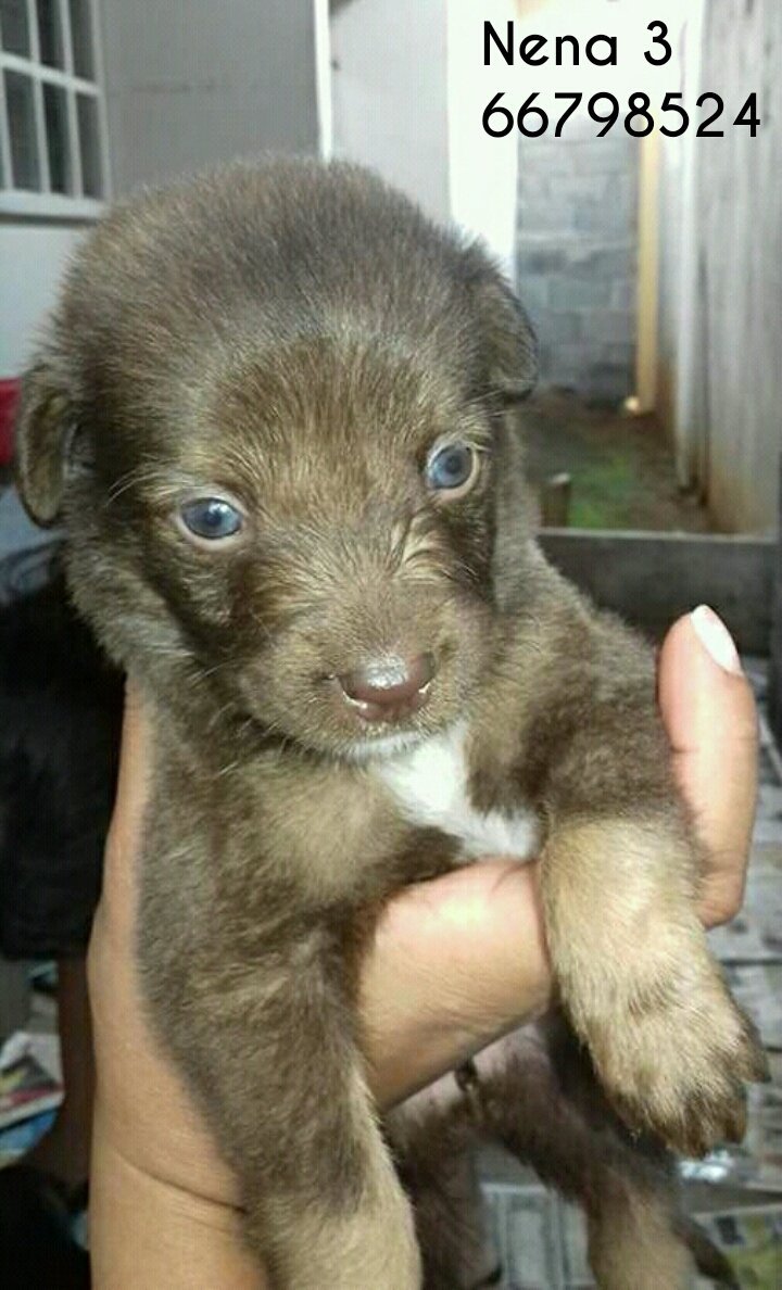 Nenas en adopción, se entregan listas. @fundasis <a href="/PanamaPuntoCom/">Jayden 😈</a> <a href="/denunciapma/">Denuncia Panamá</a> <a href="/mascotaspanama/">mascotas panama</a> @RobaMorena <a href="/SOS_PTY/">Emergencias Panamá</a>