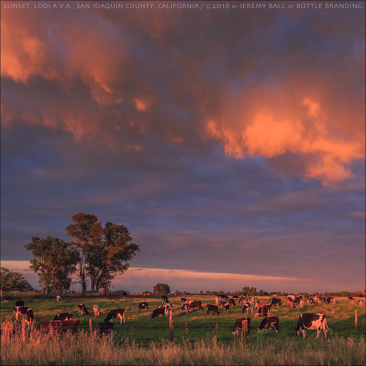 My first visit to #Lodi? Perfect! Great #Wine, a gorgeous #sunset..and happy #California cows! #VisitLodi #LodiWine