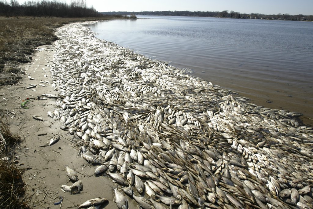 elephunk_05's tweet photo. Bobbing for dead fish#UnlikelyAddictions@TheUnlikelyGame #SaveTheIRL#IndianRiverLagoon https://t.co/xlqXfHJe4V