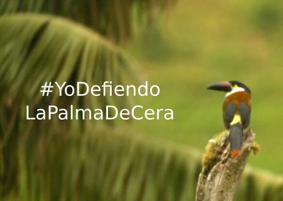 LiberaCol's tweet photo. Sustentabilidad del planeta y miles de animales humanos y no humanos en riesgo. #YoDefiendoLaPalmaDeCera https://t.co/rS4K7GHVA6