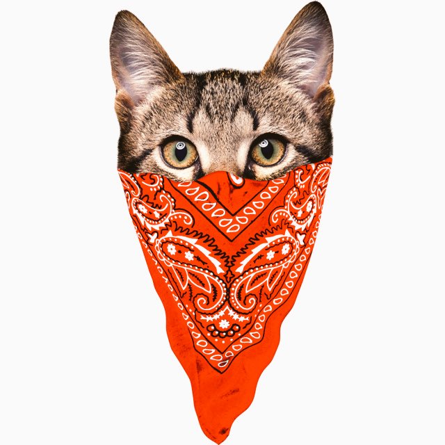 Бафы для рыбалки. Бандана-бафф craft active extreme. Балаклава с мордой кота. Баф одежда. Коты в банданах.