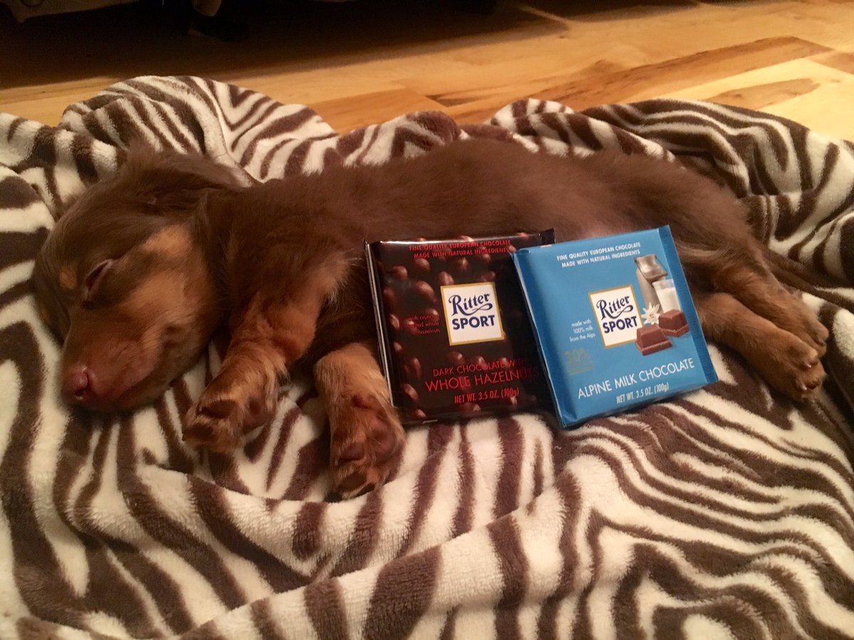 Our new dachshund puppy named Ritter after the oh so delicious German chocolate <a href="/ritter_sport/">Ritter Sport Choco</a> <a href="/Melissa_asbury/">melissa asbury</a>