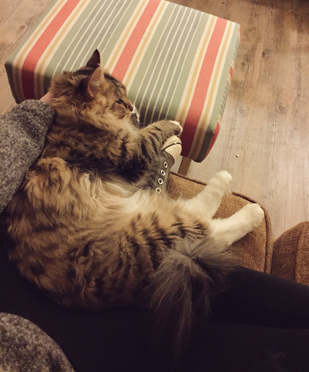 EddyLads's tweet photo. Cuteness alert π¦ #DaBeans https://t.co/VsQz5e34Qs