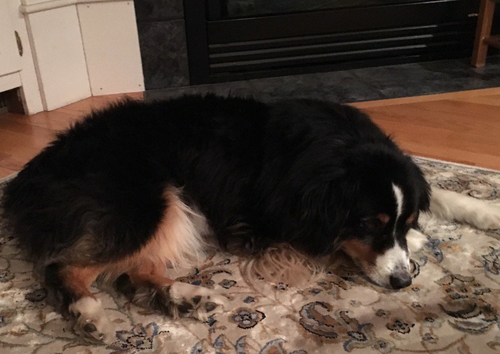 Kodi is happy having his parents home #indigoandkodi