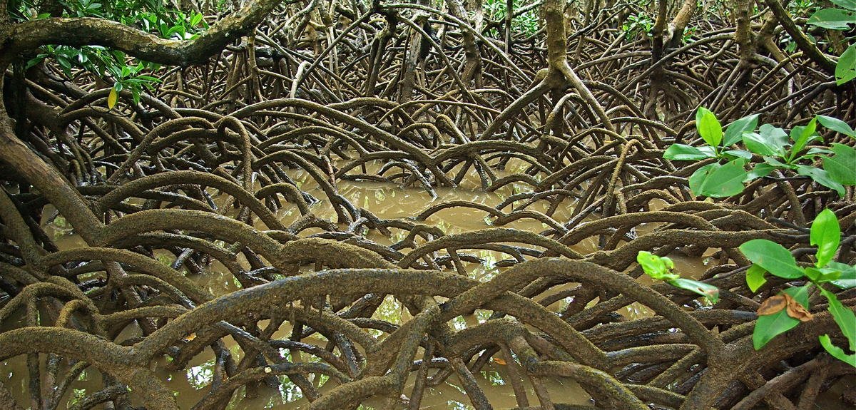 ramellia8's tweet photo. #revitalisasitelukbenoa 
#telukbenoa #savebali
mangrove demi masa depan
@jokowi @susipudjiastuti @SitiNurbayaLHK https://t.co/U5SM1Pq6Ng