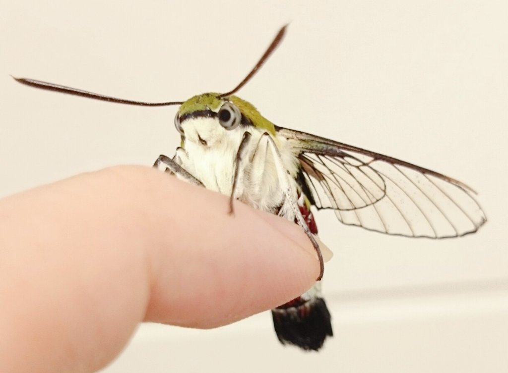 スズメガだいすきクラブ山宮 ああっ もっふもふのオオスカシバちゃんがこっちを見てる ああああ オオスカシバ