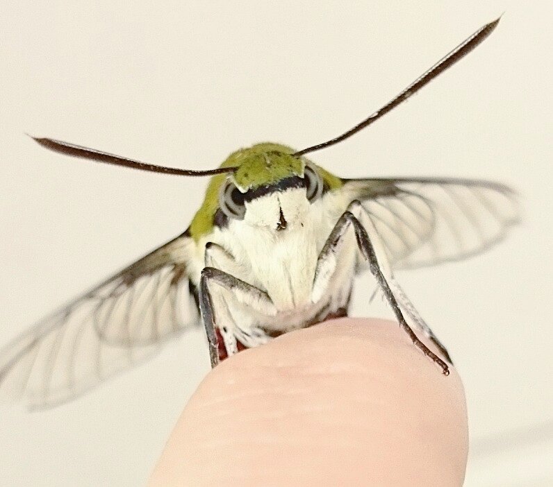 スズメガだいすきクラブ山宮 ああっ もっふもふのオオスカシバちゃんがこっちを見てる ああああ オオスカシバ