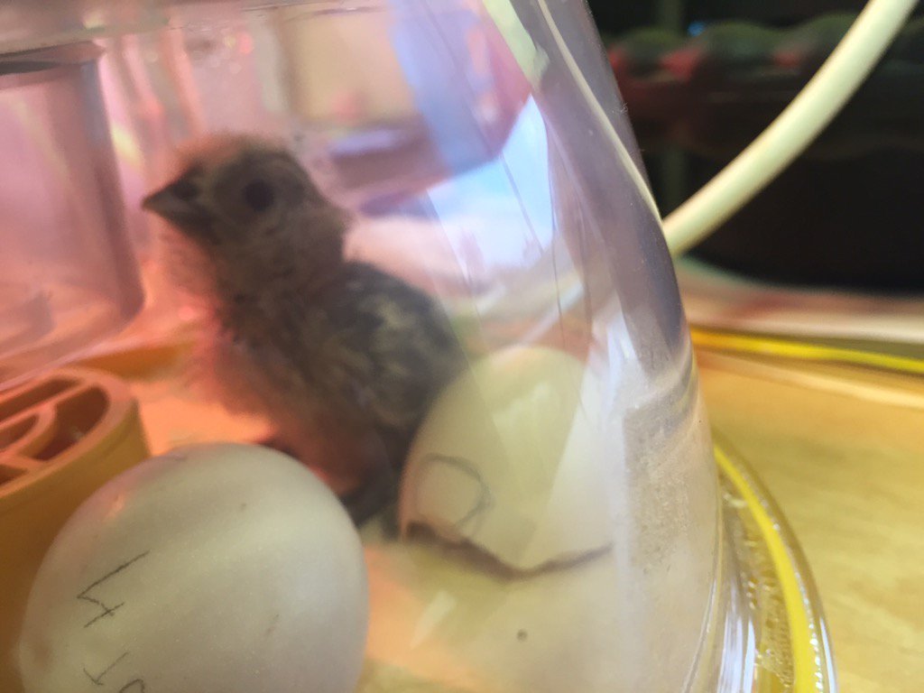 FRJS54's tweet image. Fluffy McFluffinton has hatched! Our first chick of the year! @FrjsJun #science