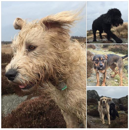 chestertweetsuk's tweet photo. #chesterhour TREAT your pooch to a walk in the #Welsh hills with @DogsinChester call  07971230985to book #Chester https://t.co/EhFSYCIPqV