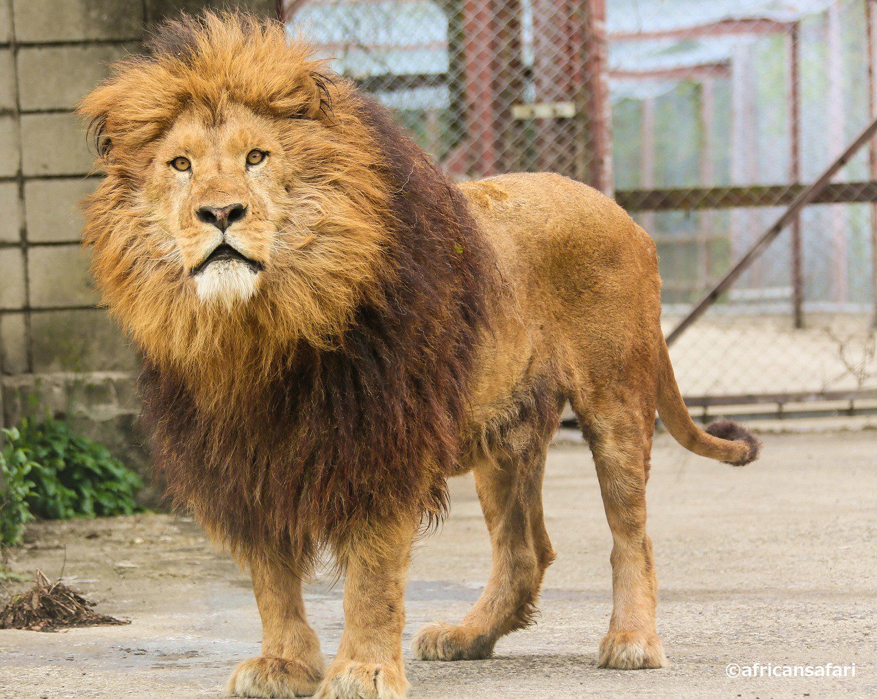 アフリカンサファリ 公式 Pa Twitter この子はライオンの サン くん 熊本市動植物園から大分のアフリカンサファリに里帰りしてます 熊本のみなさん サンは元気ですよ ライオン サン 里帰り 熊本市動植物園 アフリカンサファリ 公式 Pa Twitter この子はライオンの サン くん 熊本市動植物園から大分のアフリカンサファリに里帰りしてます 熊本のみなさん サンは元気ですよ ライオン サン 里帰り 熊本市動植物園