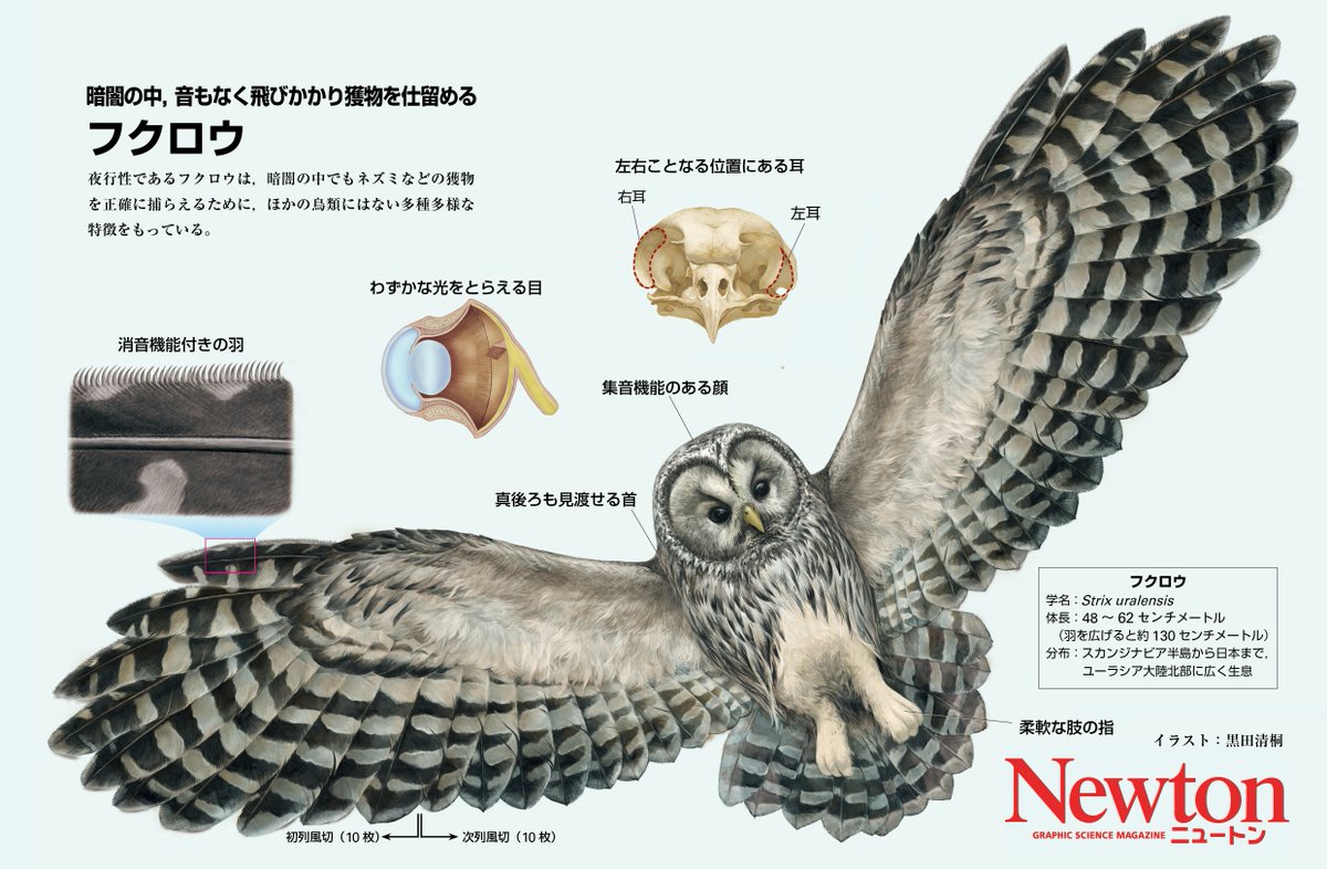 科学雑誌newton ニュートン 公式 Na Twitteru フクロウは 羽音を立てずに飛翔できる羽 わずかな光を逃さない目 獲物の位置 を細かく把握する耳 一瞬で息の根を止める肢 など 他の鳥には見られない特徴によって 暗闇の中でも的確にネズミなどの 科学雑誌newton ニュートン 公式 Na Twitteru フクロウは 羽音を立てずに飛翔できる羽 わずかな光を逃さない目 獲物の位置 を細かく把握する耳 一瞬で息の根を止める肢 など 他の鳥には見られない特徴によって 暗闇の中でも的確にネズミなどの