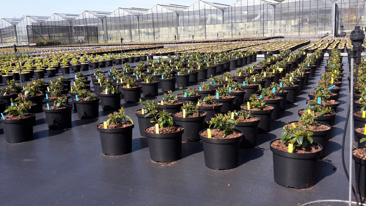 HaifaBoomkw's tweet photo. Nieuwe proef opgestart @DelphyBoomteelt met #Multicote in #Viburnum https://t.co/OsdzxLrvqY
