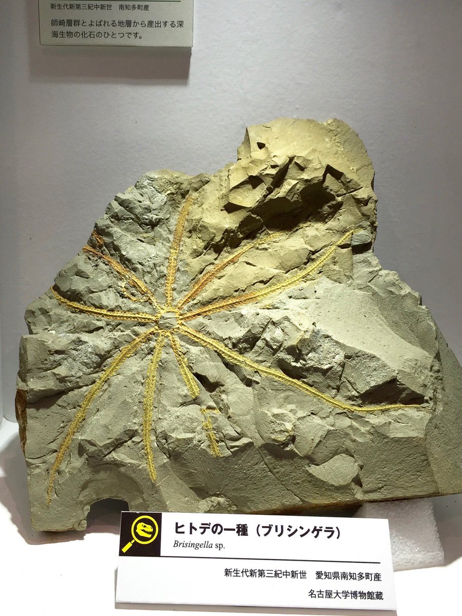 10年以上のロングセラーを誇る 国産化石 23/01/31/-6 sosuikyo.jp