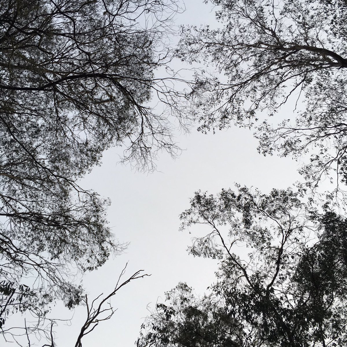 r_norris2's tweet image. #teachlearn16 - the sky was white!