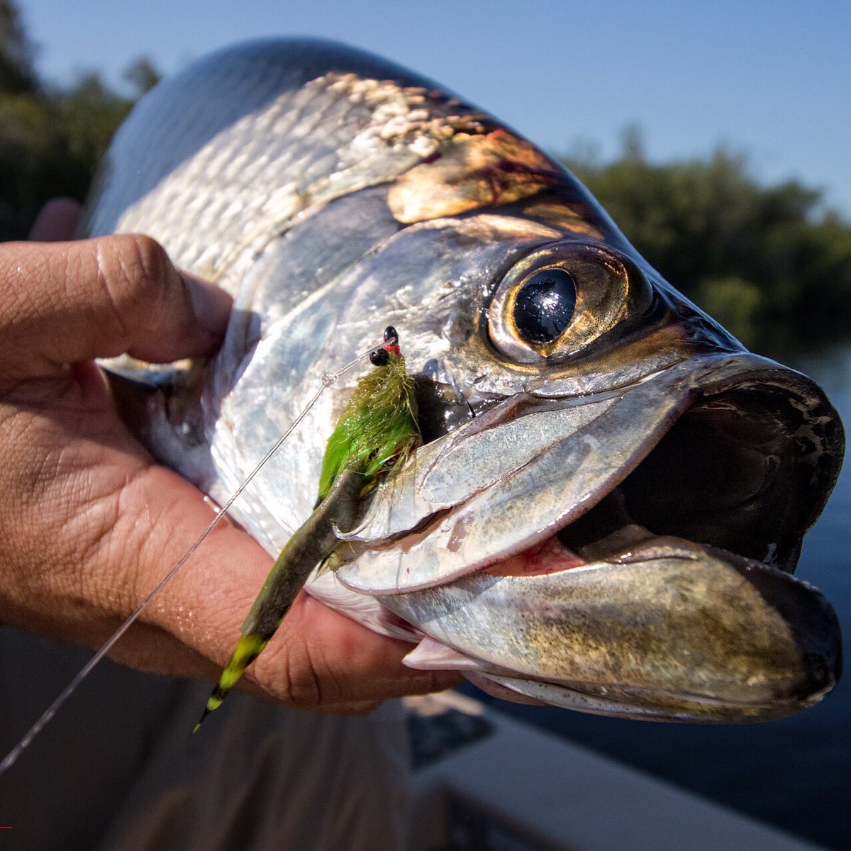 Boneonsports's tweet photo. The Prize! Picture @NickShirghio caught by @PatrickRhea_ with @239flies #lifeoffthechart #boneonsports #tarpon https://t.co/xXAqprV50r