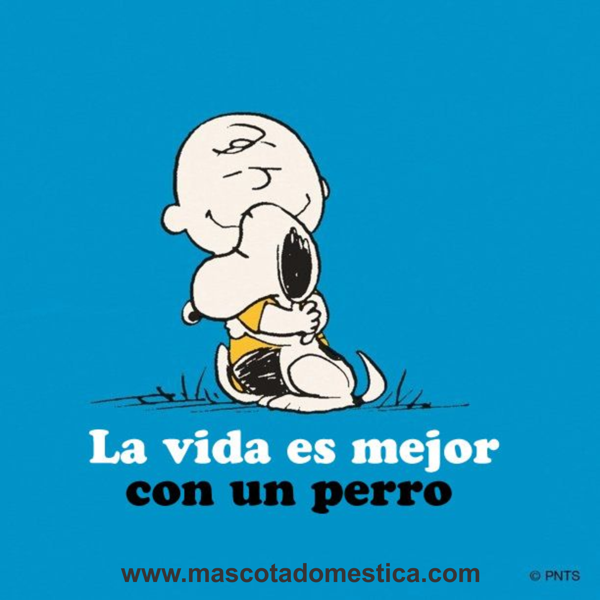 lasmascotas's tweet image. A tu #mascota no le importa si eres rico o pobre, feo o guapo. Lo único que quiere de ti es un poco de cariño...