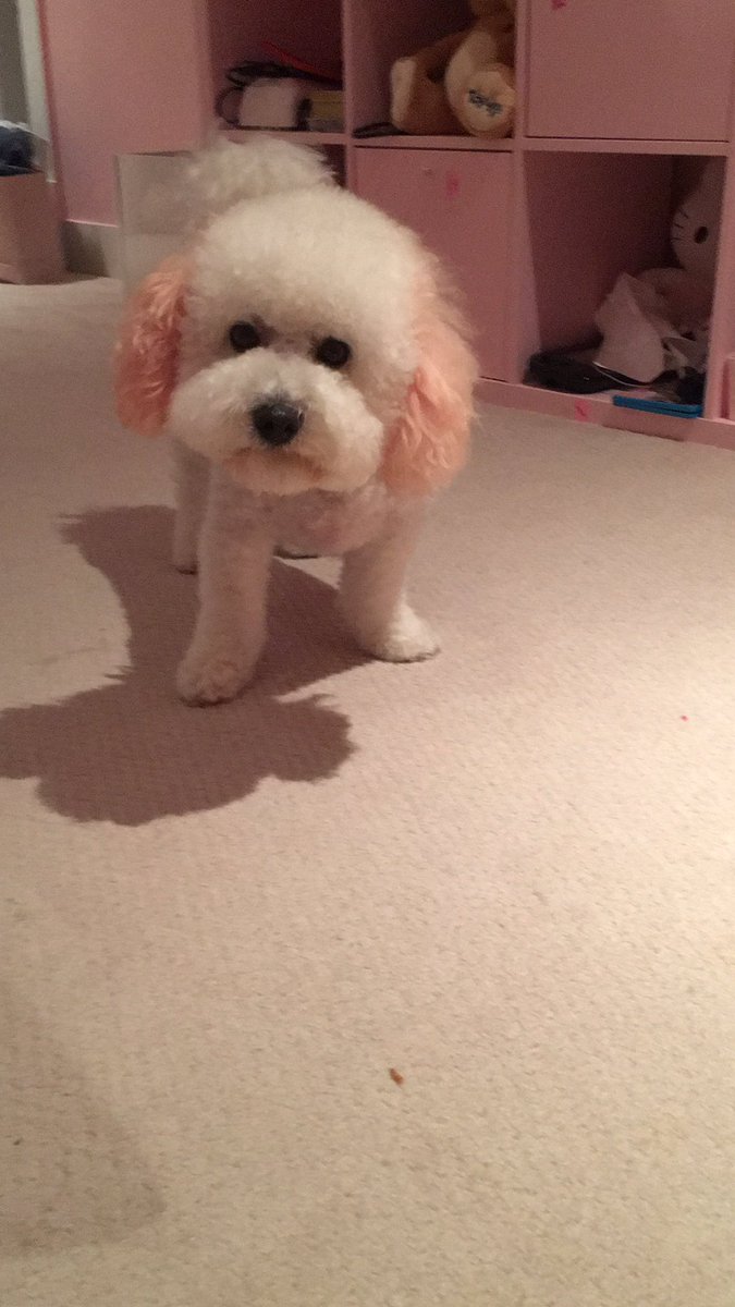 ninamzh's tweet photo. My cutie.... New Haircut https://t.co/AtLIERTk9Q