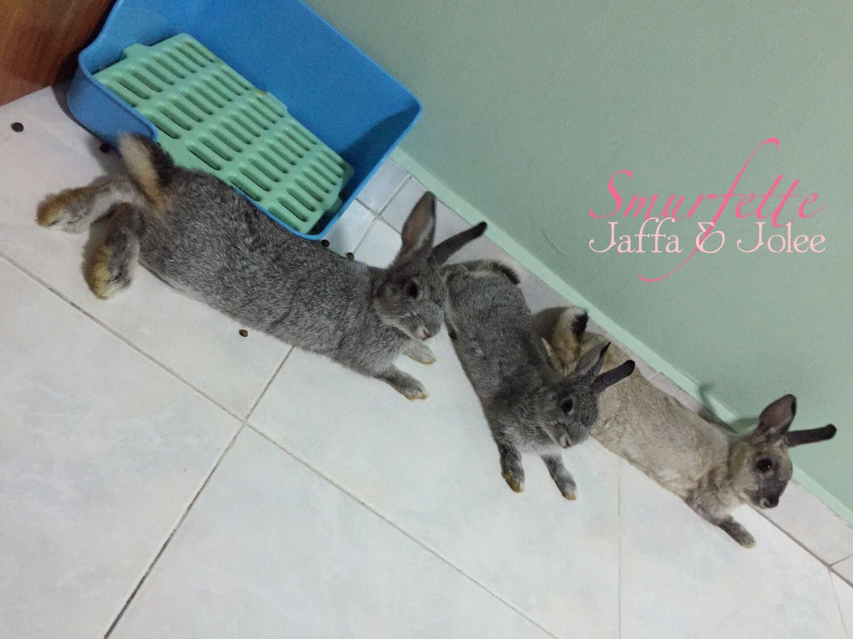 cotton_the_nd's tweet photo. The chinchilla color rabbits!
#rabbit #bunny #cottonthend https://t.co/ELCWh6qvvY