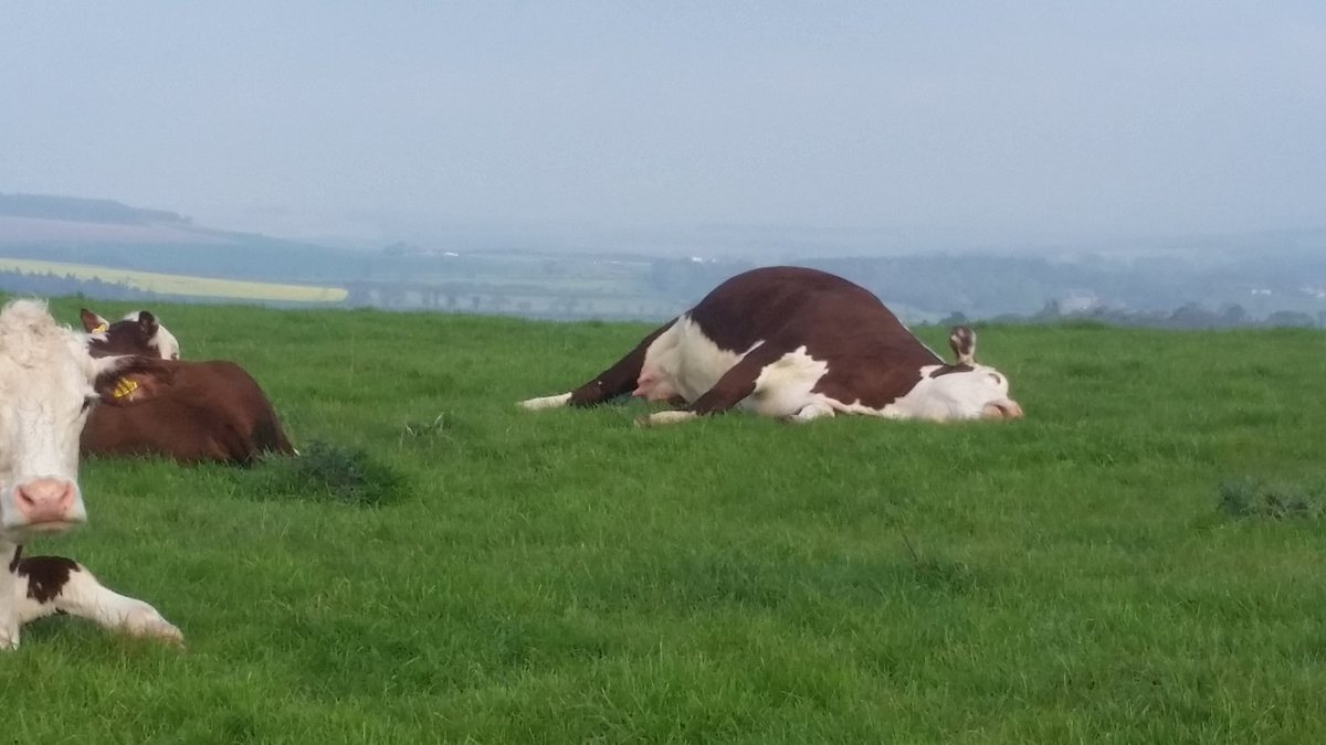 RomanyHerefords's tweet photo. Retweet if you understand the relief when the first turns to the second!! 🐂🐂😯😆 https://t.co/NFefjYciPK