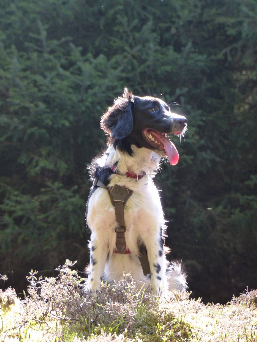 TinyAcornForest's tweet photo. Assistant in the field https://t.co/23VRhVA0Tf