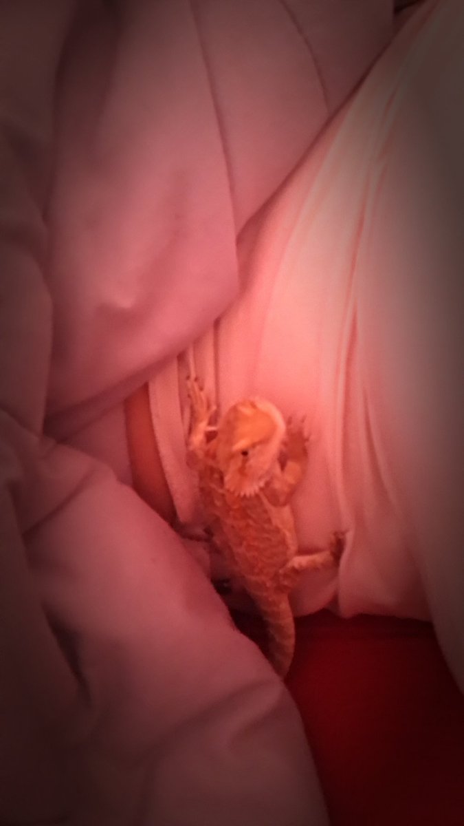 real_true_lady's tweet photo. Cuddling on cold mornings #beardeddragonlove https://t.co/Sk7xHvUXmW