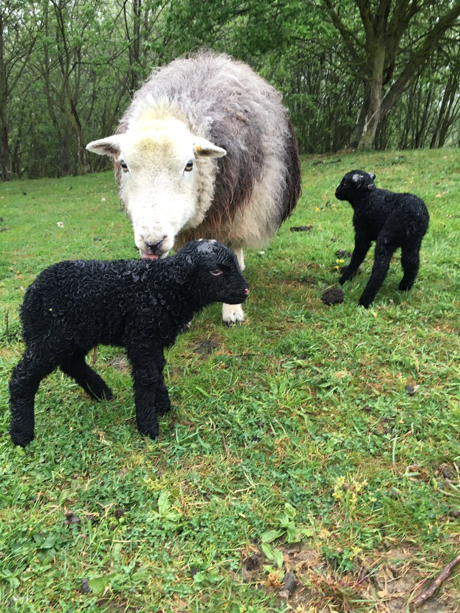 Ighthamlamb's tweet photo. Twin pure bred #herdwick lambs born this morning https://t.co/50R3XZl8dU