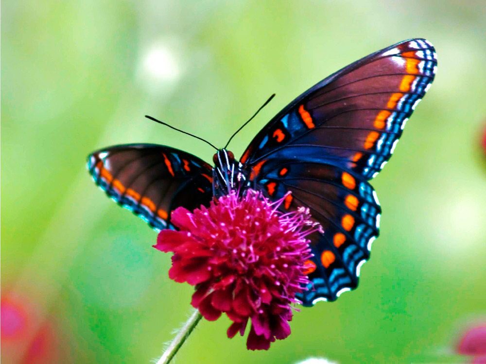 conVdeVi 🌺🩵🍀 tweet media