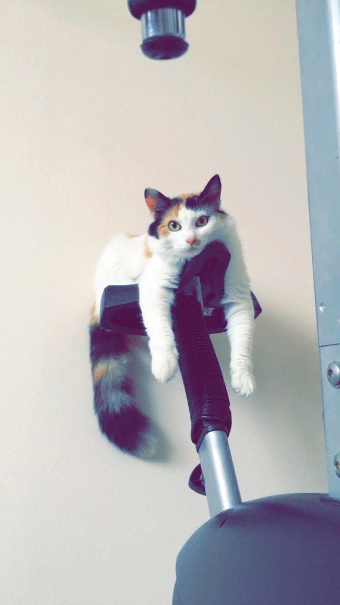 bucatica's tweet photo. Meaowrning exercise ! Purrrrfect https://t.co/XcVOchf6as