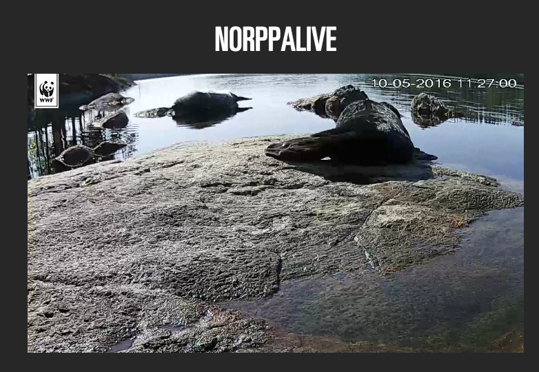 PauliinaMakela's tweet photo. Kaksi norppaa köllii auringossa 
#norppalive #twiittaajunasta https://t.co/0TR9Yy9pIb
