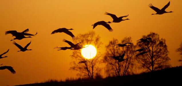 controldeaves's tweet photo. #DiaInternacionalDeLasAvesMigratorias@Conservación#Ornitología#Naturaleza https://t.co/ofxbUnKbq9