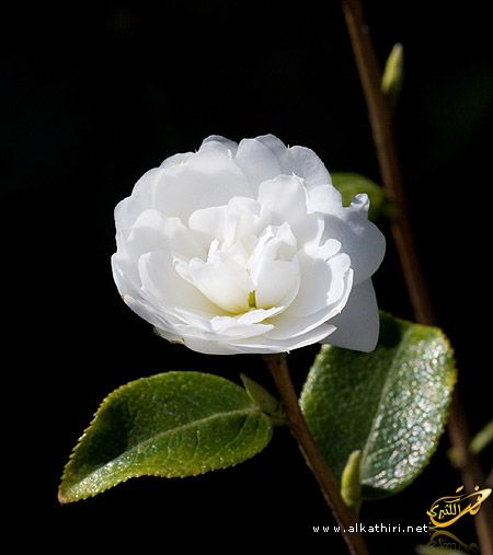 Камелия с черной гривой. Камелия нобилиссима. Камелия японская нобилиссима. Камелия японская белая. Камелия белая цветок.