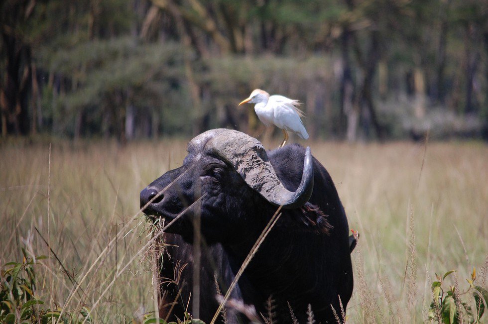 Buffahost's tweet photo. Today is #WorldMigratoryBirdDay #BuffaHost https://t.co/NbAMxbSf9M https://t.co/ym3xEf4I7a