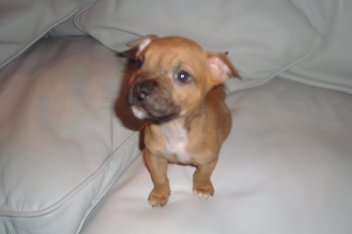technprotect's tweet image. aww we found a puppy #cute #bugdetection #TSCM