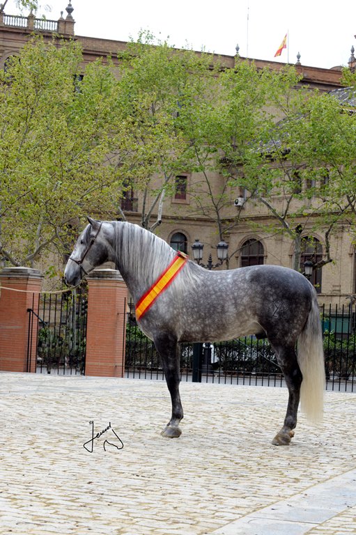 C_SERVA2017's tweet photo. Campeón del Concurso, Quilate de la Rosa de Hacienda de la Rosa. Especial Concurso SERVA 201 https://t.co/Il7MHstWPr