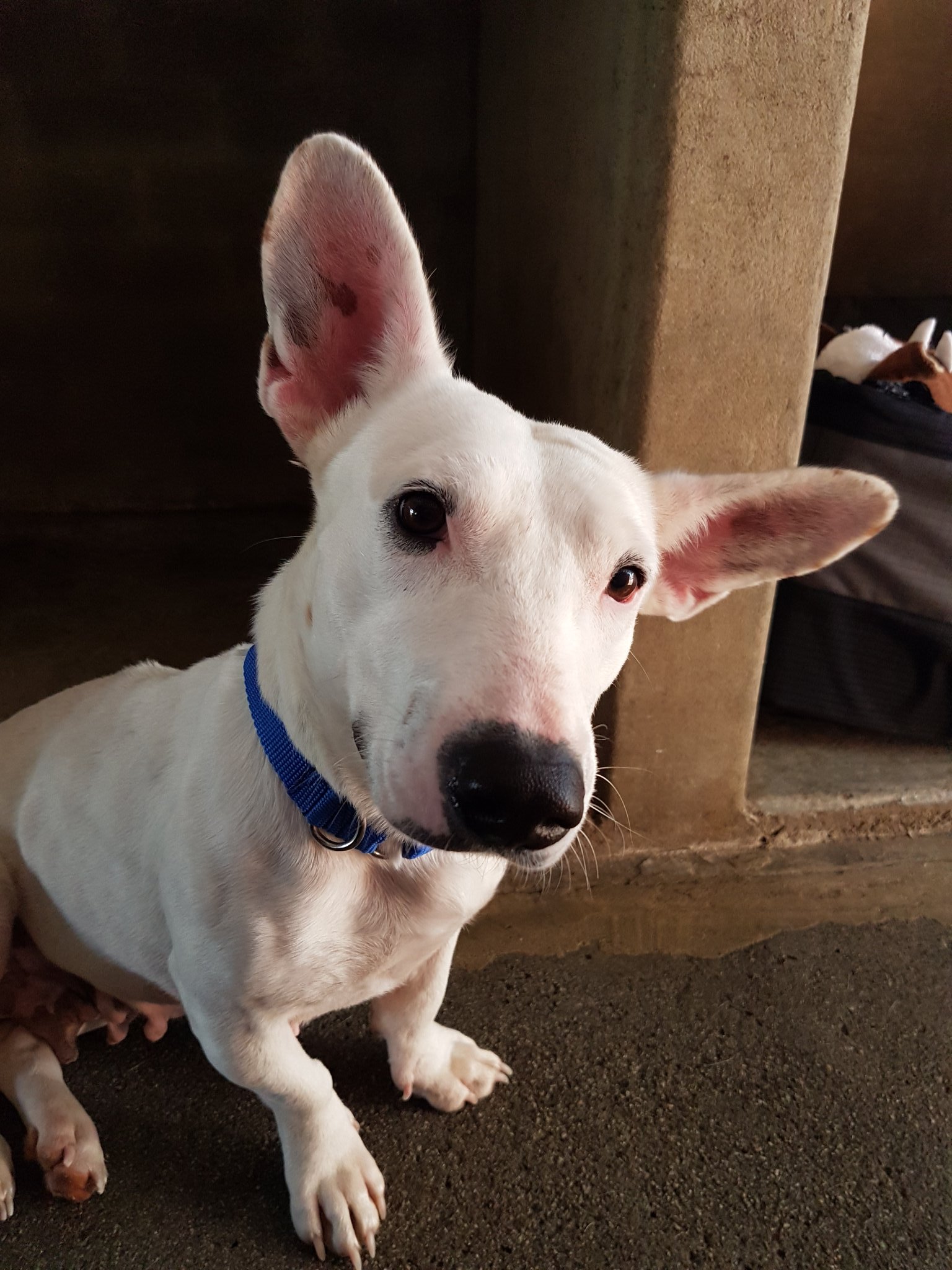 Staffy corgi best sale cross