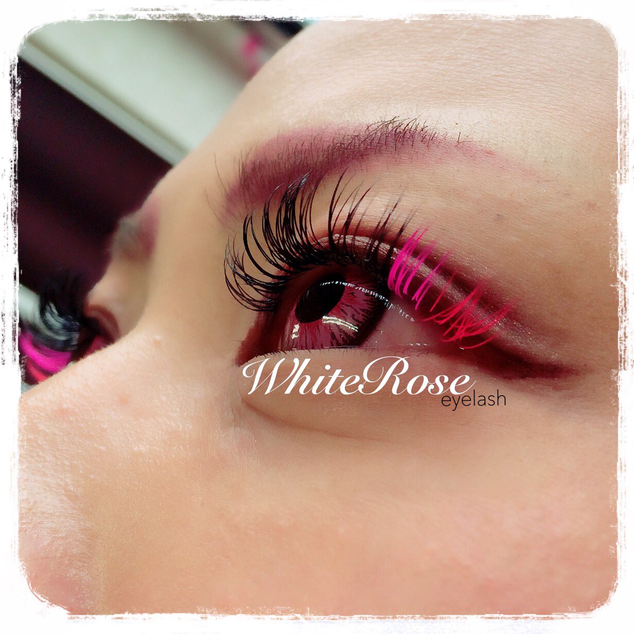 Whiterose Ex Whiterose Twitter