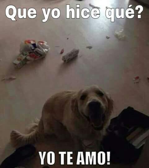 gonzaloarias430's tweet image. Los perros nos chantajean pero no me importa,los amo.