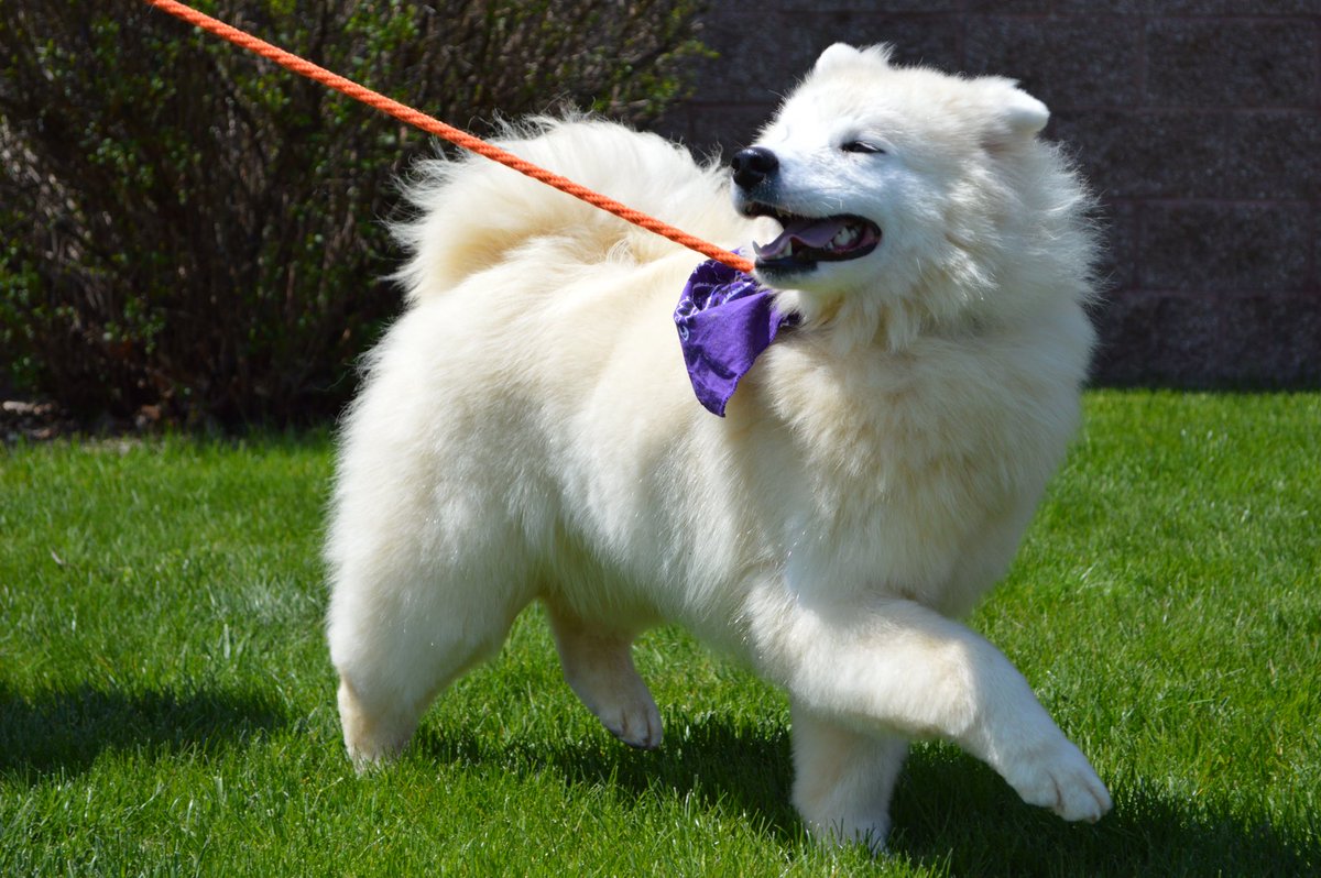 juliemilletnews's tweet photo. Dogs range in age from 6 months to 5 yrs old. I'm just gonna keep tweeting pictures of them #adorable #samoyeddogs https://t.co/KSrPvGjYWJ