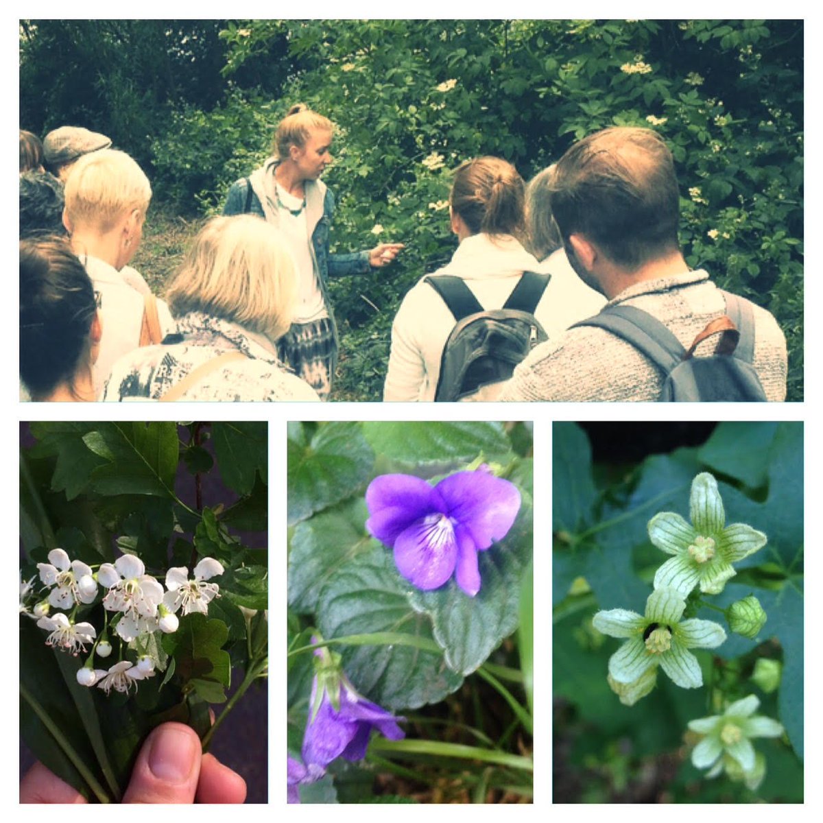 Two #herbal identification &amp; taster walks coming up in June! #hampsteadheath #eppingforest handmadeapothecary.co.uk/events-walks-a…