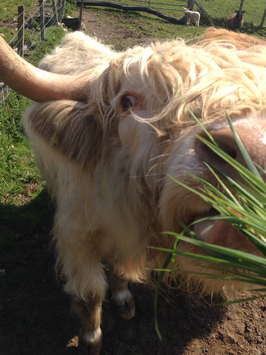 Tasty :) #highlandcow #highlandcoos #lochness #drumnadrochit