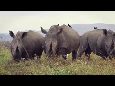SergeWCA's tweet photo. There’s never been a better time to save a species. #ConnectedConservation #NeverBetter https://t.co/eSwOC5kOUr https://t.co/DazYILqyY2